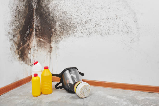Best Crawl Space Mold Removal  in Shady Cove, OR