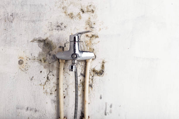 Best Home Mold Removal  in Shady Cove, OR