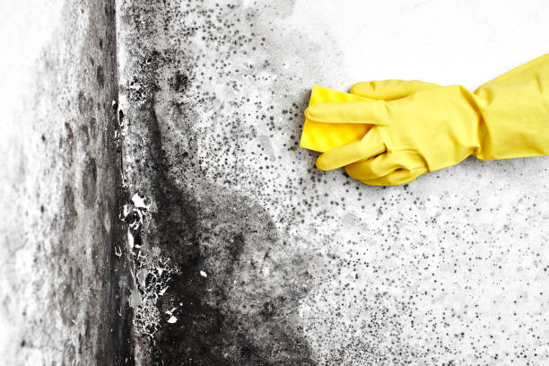 Best Mold Removal and Inspection  in Shady Cove, OR