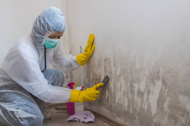 Best Crawl Space Mold Removal  in Shady Cove, OR