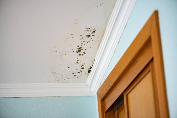 Best Residential Mold Removal  in Shady Cove, OR