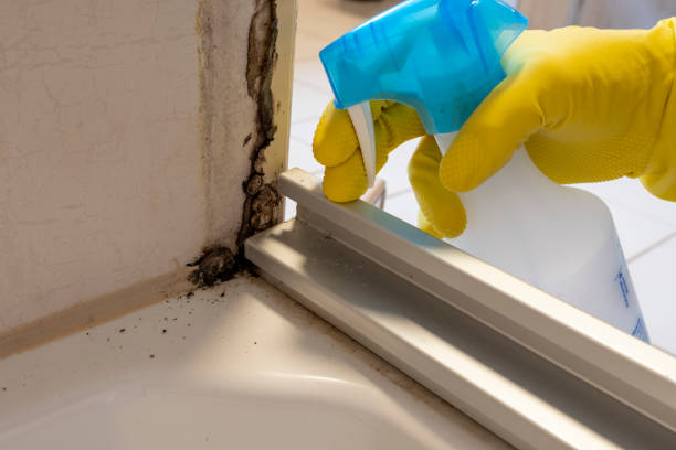 Best Crawl Space Mold Removal  in Shady Cove, OR