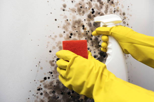 Mold Testing and Removal in Shady Cove, OR