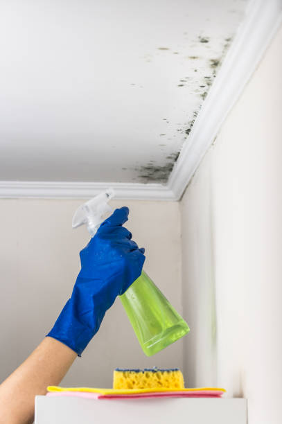 Best Emergency Mold Removal  in Shady Cove, OR
